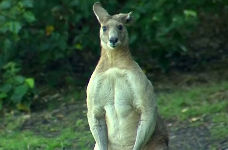 Dony Chú Kangaroo Liên Tục Phát Triển