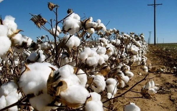 Vải Cotton Xuất Phát Từ Cây Bông (Gossypium)